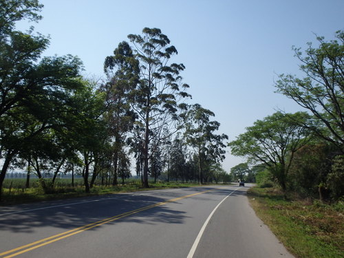 Tall trees border Ruta 307 beside Sugar Cain Fields.